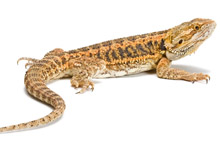 Agama vousatá