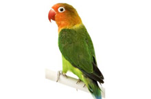 Agapornis fischerův