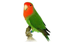 Agapornis růžohrdlý