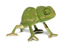 Chameleon jemenský