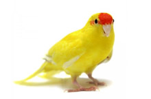 Kakariki rudočelý