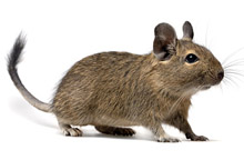 Osmák degu