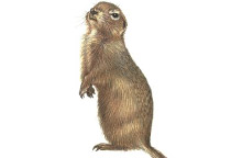 Sysel obecný
