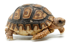 Želva pardálí